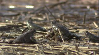 Link to Video | Amphibia, spring, 16:9, Full High Definition, color, mating, lake, wildlife, water, Rana temporaria, Central Europe, Phragmites australis, frog, Europe, day, animal, nature, wildlife observation, artificial pond