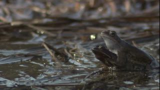 Link to Video | Amphibia, spring, 16:9, Full High Definition, color, mating, lake, wildlife, water, Rana temporaria, Central Europe, Phragmites australis, frog, Europe, day, animal, nature, wildlife observation, artificial pond
