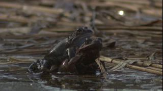Link to Video | Amphibia, spring, 16:9, Full High Definition, color, mating, lake, wildlife, water, Rana temporaria, Central Europe, Phragmites australis, frog, Europe, day, animal, nature, wildlife observation, artificial pond