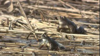 Link to Video | Amphibia, spring, 16:9, Full High Definition, color, mating, lake, wildlife, water, Rana temporaria, Central Europe, Phragmites australis, frog, Europe, day, animal, nature, wildlife observation, artificial pond