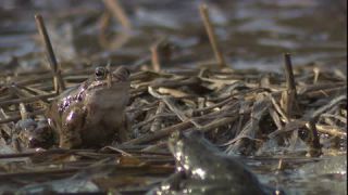 Link to Video | Amphibia, spring, 16:9, Full High Definition, color, mating, lake, wildlife, water, Rana temporaria, Central Europe, Phragmites australis, frog, Europe, day, animal, nature, wildlife observation, artificial pond