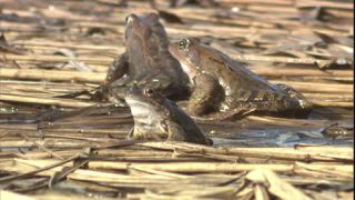 Link to Video | Amphibia, spring, 16:9, Full High Definition, color, mating, lake, wildlife, water, Rana temporaria, Central Europe, Phragmites australis, frog, Europe, day, animal, nature, wildlife observation, artificial pond