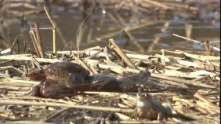 Link to Video | Amphibia, spring, 16:9, Full High Definition, color, mating, lake, wildlife, water, Rana temporaria, Central Europe, Phragmites australis, frog, Europe, day, animal, nature, wildlife observation, artificial pond