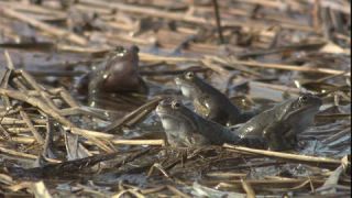 Link to Video | Amphibia, spring, 16:9, Full High Definition, color, mating, lake, wildlife, water, Rana temporaria, Central Europe, Phragmites australis, frog, Europe, day, animal, nature, wildlife observation, artificial pond