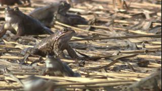 Link to Video | Amphibia, spring, 16:9, Full High Definition, color, mating, lake, wildlife, water, Rana temporaria, Central Europe, Phragmites australis, frog, Europe, day, animal, nature, wildlife observation, artificial pond