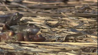 Link to Video | Amphibia, spring, 16:9, Full High Definition, color, mating, lake, wildlife, water, Rana temporaria, Central Europe, Phragmites australis, frog, Europe, day, animal, nature, wildlife observation, artificial pond