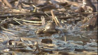 Link to Video | Amphibia, spring, 16:9, Full High Definition, color, mating, lake, wildlife, water, Rana temporaria, Central Europe, Phragmites australis, frog, Europe, day, animal, nature, wildlife observation, artificial pond
