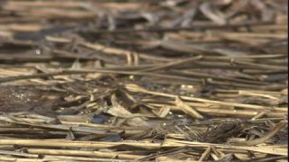 Link to Video | Amphibia, spring, 16:9, Full High Definition, color, mating, lake, wildlife, water, Rana temporaria, Central Europe, Phragmites australis, frog, Europe, day, animal, nature, wildlife observation, artificial pond