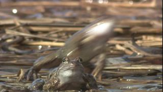 Link to Video | Amphibia, spring, 16:9, Full High Definition, color, mating, lake, wildlife, water, Rana temporaria, Central Europe, Phragmites australis, frog, Europe, day, animal, nature, wildlife observation, artificial pond