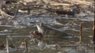 Link to Video | Amphibia, spring, 16:9, Full High Definition, color, mating, lake, wildlife, water, Rana temporaria, Central Europe, Phragmites australis, frog, Europe, day, animal, nature, wildlife observation, artificial pond