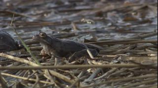 Link to Video | Amphibia, spring, 16:9, Full High Definition, color, mating, lake, wildlife, water, Rana temporaria, Central Europe, Phragmites australis, frog, Europe, day, animal, nature, wildlife observation, artificial pond
