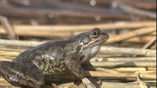 Link to Video | Amphibia, spring, 16:9, Full High Definition, color, mating, lake, wildlife, water, Rana temporaria, Central Europe, Phragmites australis, frog, Europe, day, animal, nature, wildlife observation, artificial pond