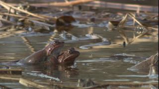 Link to Video | Amphibia, spring, 16:9, Full High Definition, color, mating, lake, wildlife, water, Rana temporaria, Central Europe, Phragmites australis, frog, Europe, day, animal, nature, wildlife observation, artificial pond