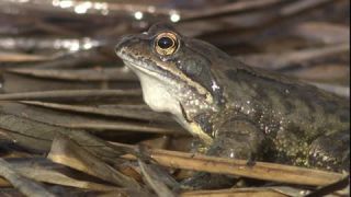 Link to Video | Amphibia, spring, 16:9, Full High Definition, color, mating, lake, wildlife, water, Rana temporaria, Central Europe, Phragmites australis, frog, Europe, day, animal, nature, wildlife observation, artificial pond