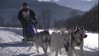 Link to Video | energy, occurrence, December, winter, 16:9, dog, Full High Definition, physical strength, sled dog racing, 2005, sound on tape, winter sport, color, race, Central Europe, dog sport, Siberian Husky, dog breed, Austria, Sport, European Union, competition, Werfenweng, day, animal, snow, competition