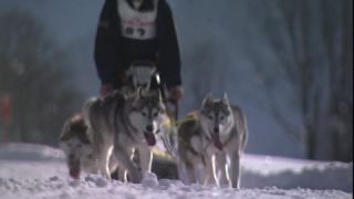Link to Video | energy, occurrence, December, winter, 16:9, dog, Full High Definition, physical strength, sled dog racing, 2005, sound on tape, winter sport, color, race, Central Europe, dog sport, Siberian Husky, dog breed, Austria, Sport, European Union, competition, Werfenweng, day, animal, snow, competition