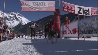 Link to Video | winter, dog, Full High Definition, cross-country skiing, sled dog racing, 2005, winter sport, winter sports practitioner, color, Central Europe, sled dog, sport, dog sport, Siberian Husky, dog breed, Europe, competition, human, Werfenweng, day, animal, man