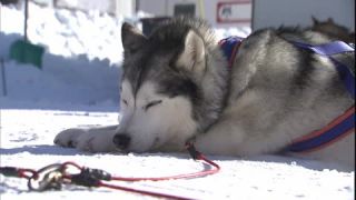 Link to Video | occurrence, December, winter, 16:9, dog, Full High Definition, 2005, sound on tape, winter sport, color, Central Europe, dog sport, Siberian Husky, dog breed, Austria, European Union, competition, Werfenweng, day, animal, snow