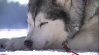 Link to Video | occurrence, December, winter, 16:9, dog, Full High Definition, 2005, sound on tape, winter sport, color, Central Europe, dog sport, Siberian Husky, dog breed, Austria, European Union, competition, Werfenweng, day, animal, snow
