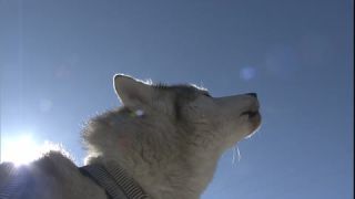 Link to Video | occurrence, December, winter, 16:9, dog, Full High Definition, 2005, sound on tape, winter sport, color, Central Europe, dog sport, Siberian Husky, dog breed, Austria, European Union, competition, Werfenweng, day, animal, snow