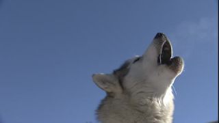 Link zum Video | Ereignis, Dezember, Winter, 16:9, Hund, Full High Definition, 2005, Originalton, Wintersport, Farbe, Mitteleuropa, Hundesport, Siberian Husky, Hunderasse, Österreich, Europäische Union, Wettkampf, Werfenweng, Tag, Tier, Schnee