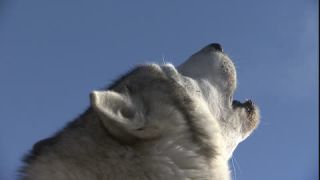 Link to Video | occurrence, December, winter, 16:9, dog, Full High Definition, 2005, sound on tape, winter sport, color, Central Europe, dog sport, Siberian Husky, dog breed, Austria, European Union, competition, Werfenweng, day, animal, snow