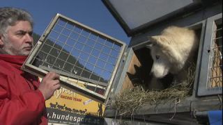 Link zum Video | Ereignis, Dezember, Käfig, Winter, 16:9, Hund, Full High Definition, 2005, Originalton, Wintersport, Farbe, Mitteleuropa, Nahaufnahme, Hundesport, Siberian Husky, Hunderasse, Österreich, Europäische Union, Wettkampf, Werfenweng, Tag, Tier, Schnee