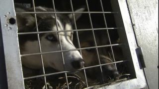 Link to Video | occurrence, December, cage, winter, 16:9, dog, Full High Definition, 2005, sound on tape, winter sport, color, Central Europe, close-up, dog sport, Siberian Husky, dog breed, Austria, European Union, competition, Werfenweng, day, animal, snow