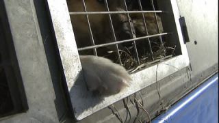 Link to Video | occurrence, December, cage, winter, 16:9, dog, Full High Definition, 2005, sound on tape, winter sport, color, Central Europe, close-up, dog sport, Siberian Husky, dog breed, Austria, European Union, competition, Werfenweng, day, animal, snow