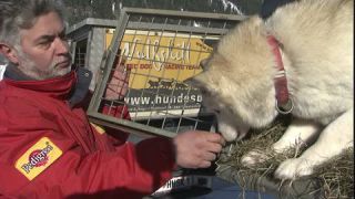Link to Video | occurrence, December, cage, winter, 16:9, dog, Full High Definition, 2005, sound on tape, winter sport, color, Central Europe, close-up, dog sport, Siberian Husky, dog breed, Austria, European Union, competition, Werfenweng, day, animal, snow