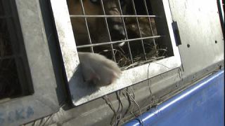 Link to Video | occurrence, December, cage, winter, 16:9, dog, Full High Definition, 2005, sound on tape, winter sport, color, Central Europe, close-up, dog sport, Siberian Husky, dog breed, Austria, European Union, competition, Werfenweng, day, animal, snow