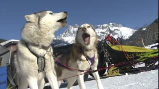 Link to Video | occurrence, December, winter, 16:9, dog, Full High Definition, 2005, sound on tape, winter sport, color, Central Europe, dog sport, Siberian Husky, dog breed, Austria, European Union, competition, Werfenweng, day, animal, snow