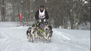 Link to Video | energy, occurrence, December, winter, 16:9, dog, Full High Definition, physical strength, sled dog racing, 2005, sound on tape, winter sport, color, race, Central Europe, dog sport, Siberian Husky, dog breed, Austria, Sport, European Union, competition, Werfenweng, day, animal, snow, competition