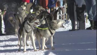 Link to Video | occurrence, December, winter, 16:9, dog, Full High Definition, 2005, sound on tape, winter sport, color, Central Europe, dog sport, Siberian Husky, dog breed, Austria, European Union, competition, Werfenweng, day, animal, snow