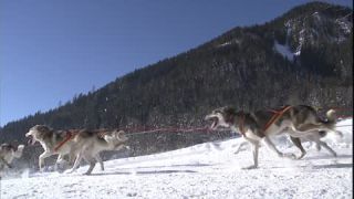 Link to Video | energy, occurrence, December, winter, 16:9, dog, Full High Definition, physical strength, sled dog racing, 2005, sound on tape, winter sport, color, race, Central Europe, dog sport, Siberian Husky, dog breed, Austria, Sport, European Union, competition, Werfenweng, day, animal, snow, competition
