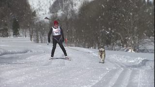Link to Video | winter, dog, Full High Definition, cross-country skiing, sled dog racing, 2005, winter sport, winter sports practitioner, color, Central Europe, sled dog, sport, dog sport, Siberian Husky, dog breed, Europe, competition, human, Werfenweng, day, animal, man