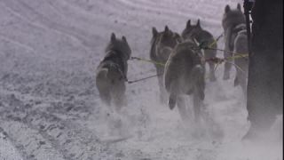 Link to Video | energy, occurrence, December, winter, 16:9, dog, Full High Definition, physical strength, sled dog racing, 2005, sound on tape, winter sport, color, race, Central Europe, dog sport, Siberian Husky, dog breed, Austria, Sport, European Union, competition, Werfenweng, day, animal, snow, competition