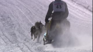 Link to Video | energy, occurrence, December, winter, 16:9, dog, Full High Definition, physical strength, sled dog racing, 2005, sound on tape, winter sport, color, race, Central Europe, dog sport, Siberian Husky, dog breed, Austria, Sport, European Union, competition, Werfenweng, day, animal, snow, competition