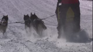 Link to Video | energy, occurrence, December, winter, 16:9, dog, Full High Definition, physical strength, sled dog racing, 2005, sound on tape, winter sport, color, race, Central Europe, dog sport, Siberian Husky, dog breed, Austria, Sport, European Union, competition, Werfenweng, day, animal, snow, competition