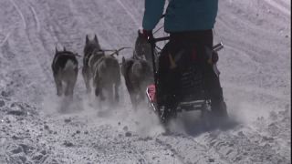 Link to Video | energy, occurrence, December, winter, 16:9, dog, Full High Definition, physical strength, sled dog racing, 2005, sound on tape, winter sport, color, race, Central Europe, dog sport, Siberian Husky, dog breed, Austria, Sport, European Union, competition, Werfenweng, day, animal, snow, competition
