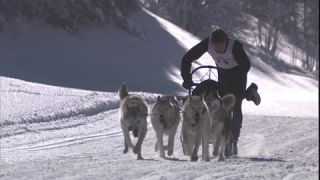 Link to Video | energy, occurrence, December, winter, 16:9, dog, Full High Definition, physical strength, sled dog racing, 2005, sound on tape, winter sport, color, race, Central Europe, dog sport, Siberian Husky, dog breed, Austria, Sport, European Union, competition, Werfenweng, day, animal, snow, competition