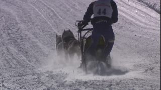 Link to Video | energy, occurrence, December, winter, 16:9, dog, Full High Definition, physical strength, sled dog racing, 2005, sound on tape, winter sport, color, race, Central Europe, dog sport, Siberian Husky, dog breed, Austria, Sport, European Union, competition, Werfenweng, day, animal, snow, competition