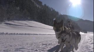 Link to Video | energy, occurrence, December, winter, 16:9, dog, Full High Definition, physical strength, sled dog racing, 2005, sound on tape, winter sport, color, race, Central Europe, dog sport, Siberian Husky, dog breed, Austria, Sport, European Union, competition, Werfenweng, day, animal, snow, competition