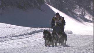 Link to Video | energy, occurrence, December, winter, 16:9, dog, Full High Definition, physical strength, sled dog racing, 2005, sound on tape, winter sport, color, race, Central Europe, dog sport, Siberian Husky, dog breed, Austria, Sport, European Union, competition, Werfenweng, day, animal, snow, competition
