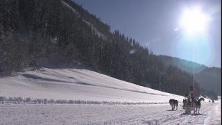 Link to Video | energy, occurrence, December, winter, 16:9, dog, Full High Definition, physical strength, sled dog racing, 2005, sound on tape, winter sport, color, race, Central Europe, dog sport, Siberian Husky, dog breed, Austria, Sport, European Union, competition, Werfenweng, day, animal, snow, competition