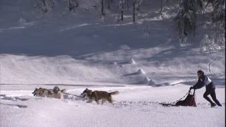 Link to Video | energy, occurrence, December, winter, 16:9, dog, Full High Definition, physical strength, sled dog racing, 2005, sound on tape, winter sport, color, race, Central Europe, dog sport, Siberian Husky, dog breed, Austria, Sport, European Union, competition, Werfenweng, day, animal, snow, competition