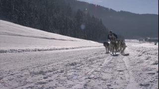 Link to Video | energy, occurrence, December, winter, 16:9, dog, Full High Definition, physical strength, sled dog racing, 2005, sound on tape, winter sport, color, race, Central Europe, dog sport, Siberian Husky, dog breed, Austria, Sport, European Union, competition, Werfenweng, day, animal, snow, competition