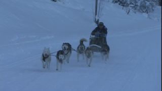 Link to Video | energy, occurrence, December, winter, 16:9, dog, Full High Definition, physical strength, sled dog racing, 2005, sound on tape, winter sport, color, race, Central Europe, dog sport, Siberian Husky, dog breed, Austria, Sport, European Union, competition, Werfenweng, day, animal, snow, competition