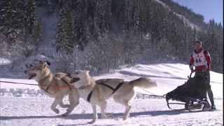 Link to Video | energy, occurrence, December, winter, 16:9, dog, Full High Definition, physical strength, sled dog racing, 2005, sound on tape, winter sport, color, race, Central Europe, dog sport, Siberian Husky, dog breed, Austria, Sport, European Union, competition, Werfenweng, day, animal, snow, competition