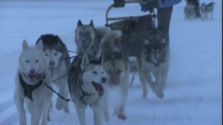 Link to Video | energy, occurrence, December, winter, 16:9, dog, Full High Definition, physical strength, sled dog racing, 2005, sound on tape, winter sport, color, race, Central Europe, dog sport, Siberian Husky, dog breed, Austria, Sport, European Union, competition, Werfenweng, day, animal, snow, competition